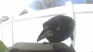 common grackle