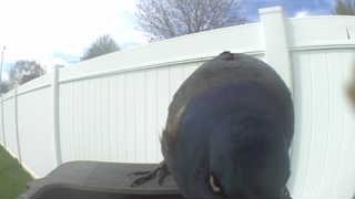 common grackle