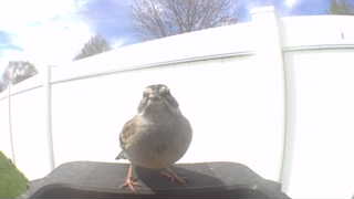 house sparrow