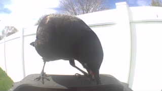 american crow