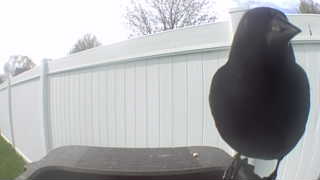black-billed magpie