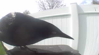common grackle