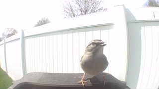 chipping sparrow