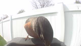 american robin