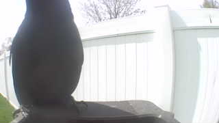 Unidentified clip