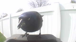 common grackle