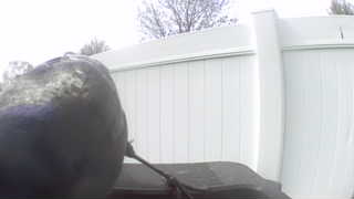 common grackle
