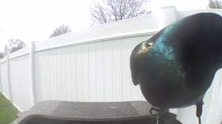 common grackle