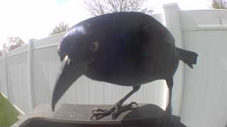 common grackle