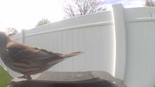 house finch