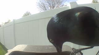 common grackle