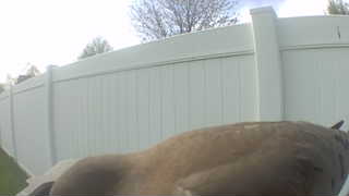 red-tailed hawk