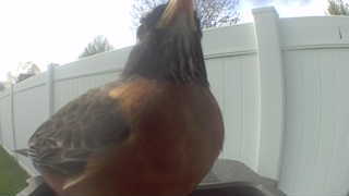 american robin