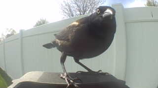 yellow-headed blackbird
