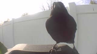 rock pigeon