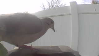 mourning dove