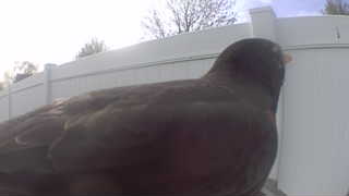rock pigeon
