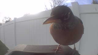 american robin