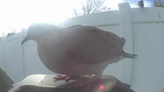 eurasian collared-dove