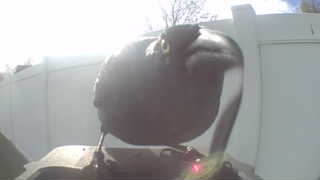 american crow