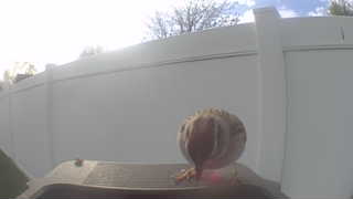 mourning dove