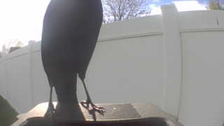 common grackle