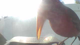 american robin