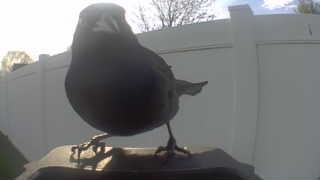 american crow