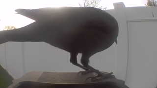 rock dove