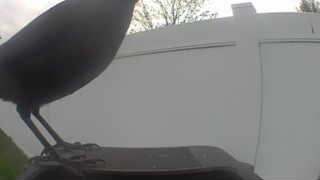 common grackle