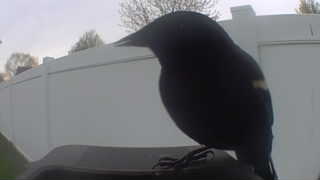 red-winged blackbird