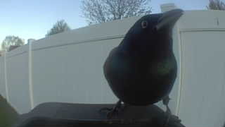 common grackle