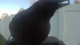 common grackle