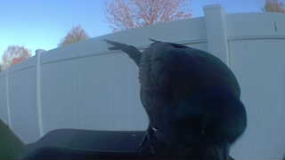 rock pigeon