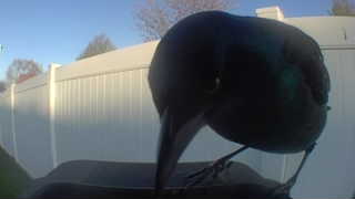 american crow