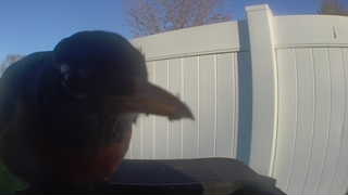 american robin