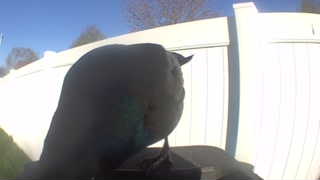 european starling