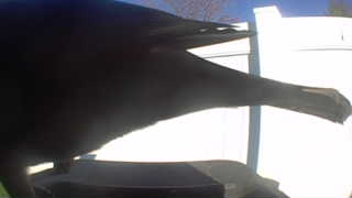 american crow