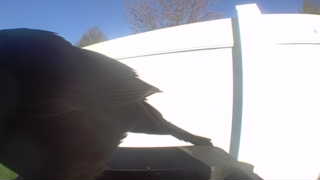 american crow