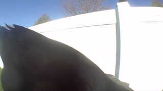 american crow