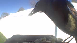 common grackle