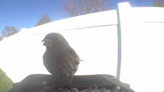 house sparrow