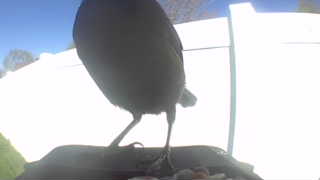 common grackle