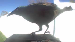 european starling