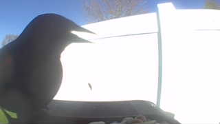 american crow