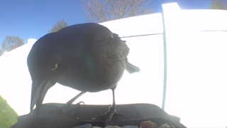 american crow