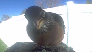 american robin
