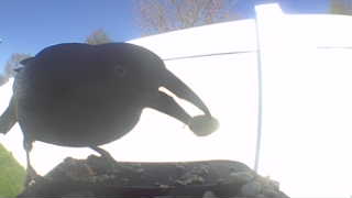 common grackle