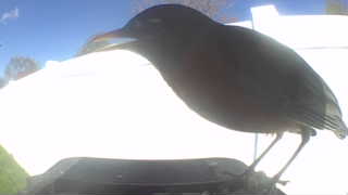 american robin