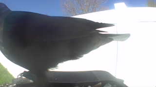 american crow